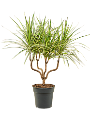 Showy Dragon Tree Dracaena marginata 'Sunray' Tall Indoor House Plants Trees