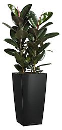 Ficus Elastica Abidjan in LECHUZA CUBICO Self-watering Planter, Total Height 190 cm