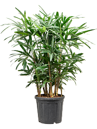 Tropical Lady Palm Rhapis excelsa Indoor House Plants