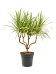 Showy Dragon Tree Dracaena marginata 'Sunray' Tall Indoor House Plants Trees