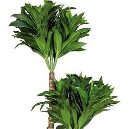 DRACAENA FRAGRANS Artificial Tree Plant