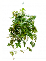 Graceful Grape Ivy Cissus rhombifolia 'Ellen Danica' Indoor House Plan...