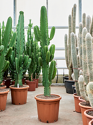 Photogenic Cowboy Cactus Euphorbia ingens Indoor House Plants