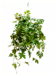 Graceful Grape Ivy Cissus rhombifolia 'Ellen Danica' Indoor House Plants