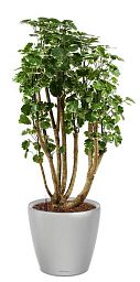 Polyscias Balfouriana in LECHUZA CLASSICO LS 43 Self-watering Planter, Total Height 160 cm