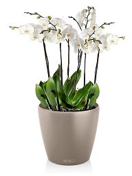 Blooming Orchids in LECHUZA CLASSICO Color Self-watering Planter, Total Height 60 cm