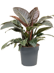 Lush Heart-Leaf Philodendron 'Imperial Red' Indoor House Plants
