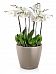 Blooming Orchids in LECHUZA CLASSICO Color Self-watering Planter, Total Height 60 cm