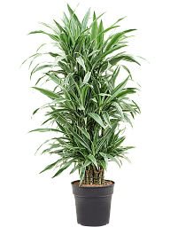 Insta-friendly Dracaena deremensis 'Warneckei' Tall Indoor House Plants Trees