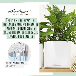LECHUZA CUBE Glossy Kiss Square Poly Resin Indoor Self-watering Planter