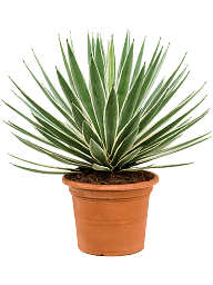 Striking Variegated Caribbean Agave angustifolia Indoor House Plants