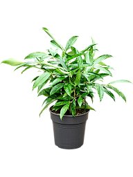 Easy-Care Spotted Gold Dust Dracaena surculosa (140-170) Indoor House Plants