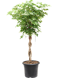 Delicate Umbrella Tree Schefflera arboricola 'Gold Capella' Indoor House Plants