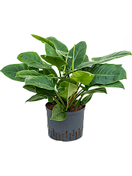 Lush Heart-Leaf Philodendron 'Imperial Green' Indoor House Plants