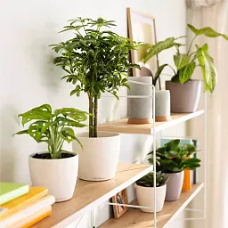 LECHUZA CLASSICO Color DECO Round Poly Resin Indoor Planter