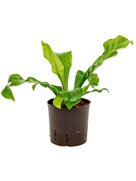 Shade-loving Birds Nest Fern Asplenium nidus Indoor House Plants