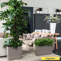 Shade-loving Swiss Cheese Plant Monstera deliciosa Indoor House Plants