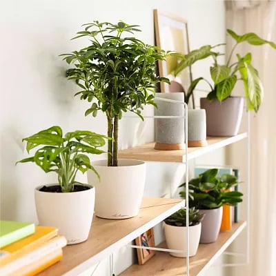 LECHUZA CLASSICO Color DECO Round Poly Resin Indoor Planter