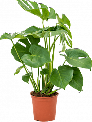 Shade-loving Swiss Cheese Plant Monstera deliciosa Indoor House Plants