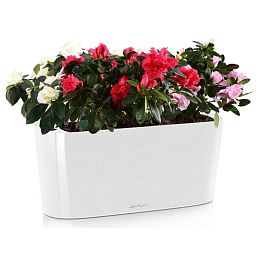 Blooming Azalea in LECHUZA DELTA Self-watering Planter, Total Height 40 cm