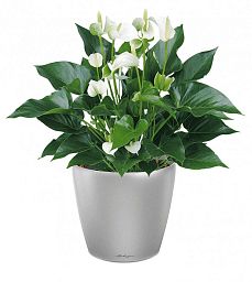 Blooming Anthurium White Champion in LECHUZA CLASSICO LS Self-watering Planter, Total Height 50 cm