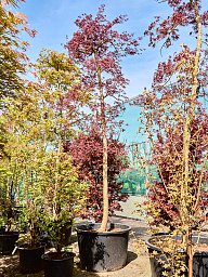 Acer pal. diss. 'Inaba-shidare'