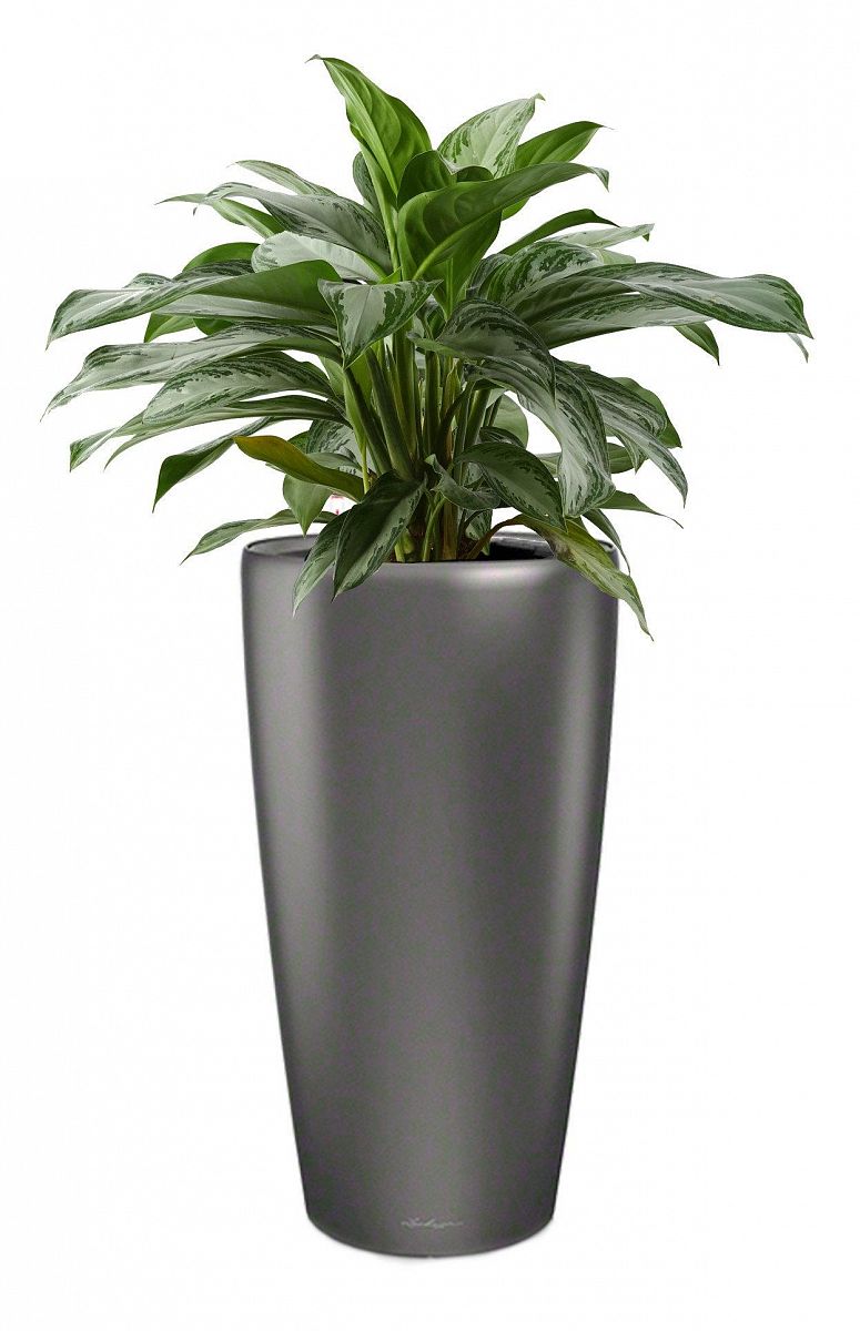 Aglaonema Cleopatra in LECHUZA RONDO Self-watering Planter, Total Height 130 cm