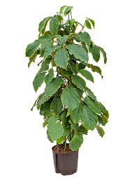 Lush Chestnut Vine Tetrastigma voinierianum Indoor House Plants