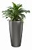 Aglaonema Cleopatra in LECHUZA RONDO Self-watering Planter, Total Height 130 cm
