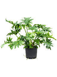 Lush Heart-Leaf Philodendron selloum Indoor House Plants