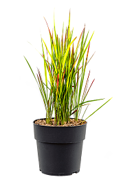 Colorful Japanese Blood Grass Imperata cylindrica 'Red Baron' Indoor House Plants