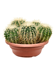 Photogenic Barrel Cactus Echinocactus grusonii Indoor House Plants