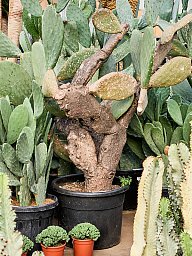 Easy-Care Barbary Fig Opuntia indica Indoor House Plants