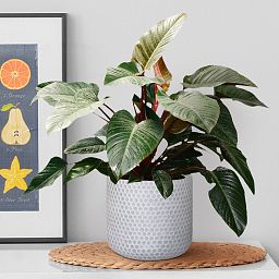 IDEALIST Lite Honeycomb Style Table and Hanging Cylinder Round Plant Pot Dual Use Indoor Planter