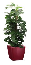 Monstera Deliciosa in LECHUZA QUADRO LS 43 Self-watering Planter, Total Height 150 cm