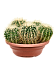 Photogenic Barrel Cactus Echinocactus grusonii Indoor House Plants