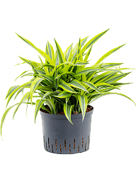 Colorful Corn Plant Dracaena fragrans 'Lemon Lime' Tall Indoor House Plants Trees