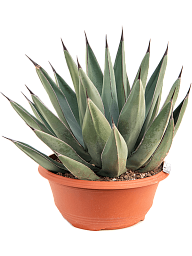 Photogenic Sharkskin Agave nigra Indoor House Plants