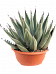 Photogenic Sharkskin Agave nigra Indoor House Plants