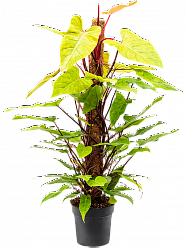 Lush Heart-Leaf Philodendron 'Painted Lady' Indoor House Plants