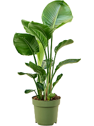 Tropical Bird of Paradise Strelitzia nicolai Indoor House Plants