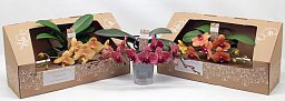 Phalaenopsis Table Orchid