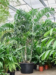 Dypsis (Areca) lancifolia
