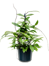 Shade-loving Wax Plant Hoya carnosa 'Shirley' Indoor House Plants