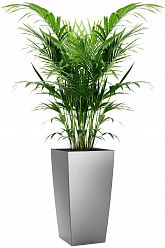 Howea Forsteriana in LECHUZA CUBICO Self-watering Planter, Total Height 150 cm
