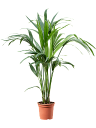 Lush Kentia Palm Howea forsteriana Indoor House Plants