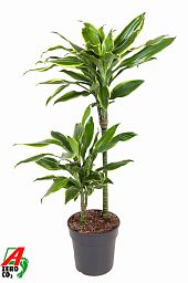 Insta-friendly Corn Plant Dracaena fragrans 'Golden Coast' Tall Indoor House Plants Trees