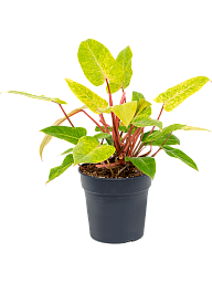 Lush Heart-Leaf Philodendron 'Painted Lady' Indoor House Plants