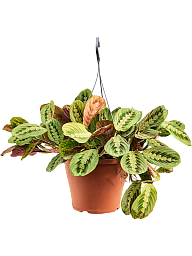 Maranta leuconeura 'Fascinator'