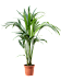 Lush Kentia Palm Howea forsteriana Indoor House Plants